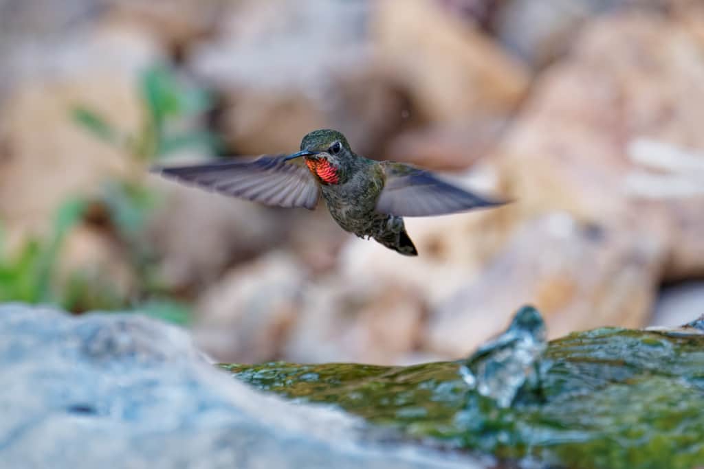 Broad Tailed Hummingbird