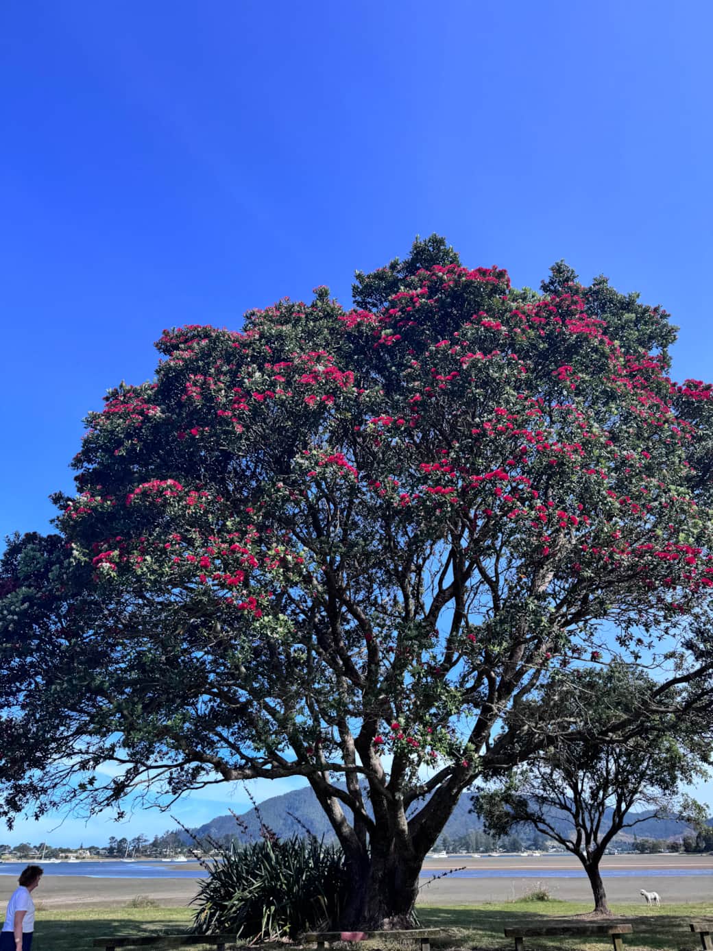 Pohutukawa