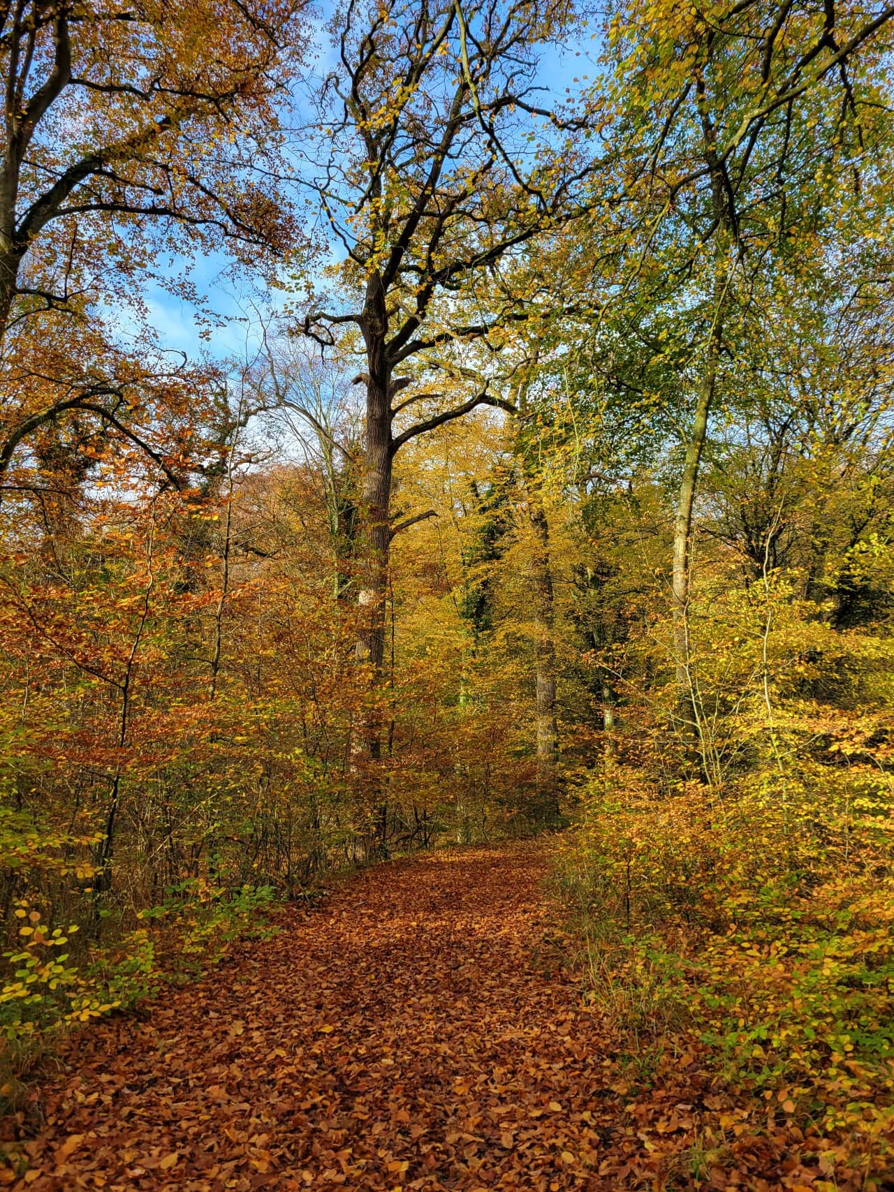 Forêt de Brotonne - Gîte Maison Parenthèse