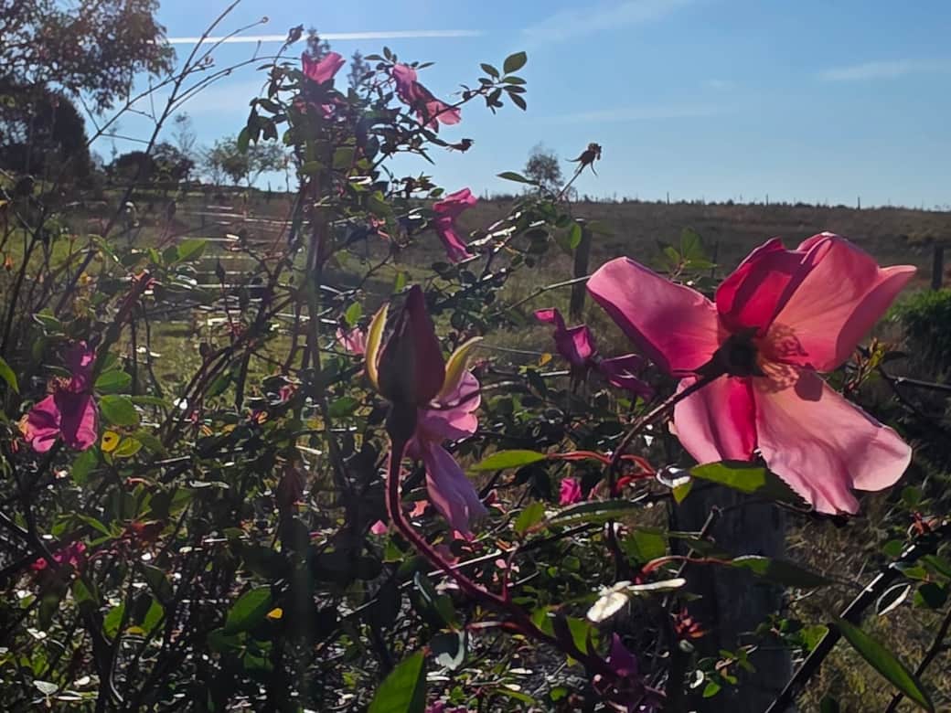 Mutabilis roses overlooking neighbouring sheep paddock. Mutabilis roses overlooking neighbouring sheep paddock.