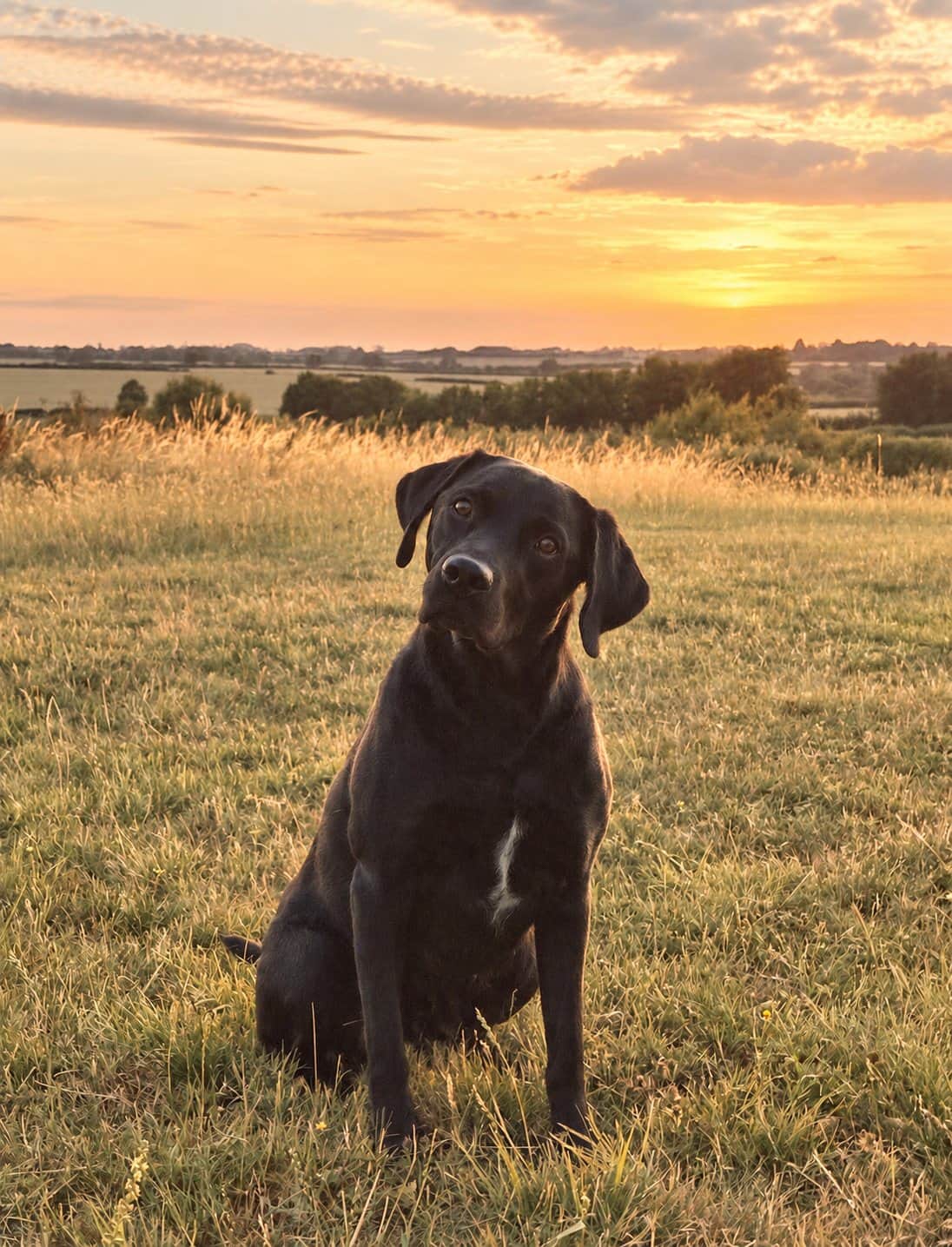 Dog exploring the private two-acre guest field outside The Cotswold Barn