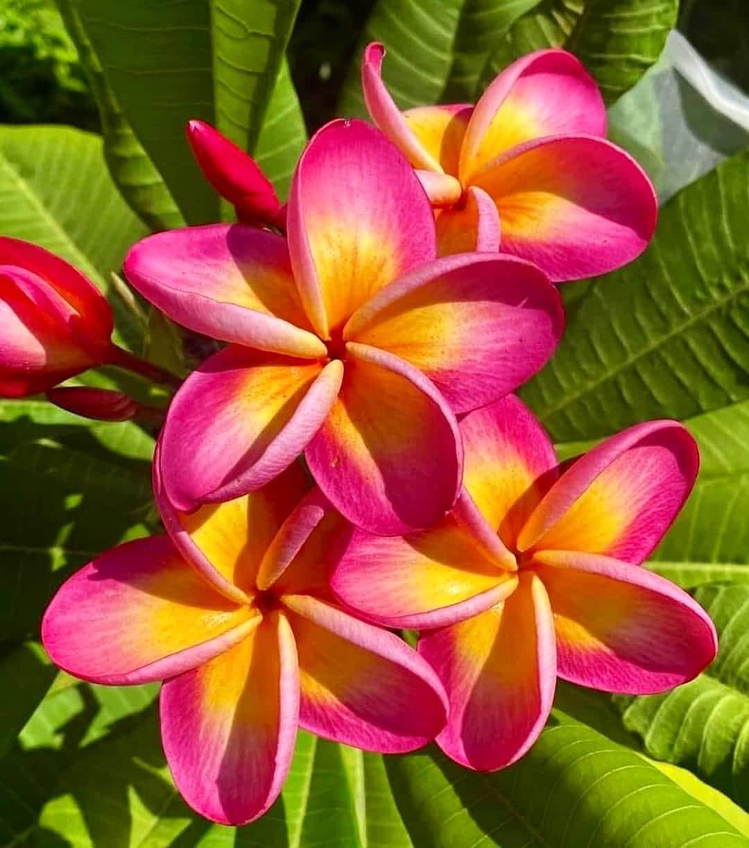 Plumeria