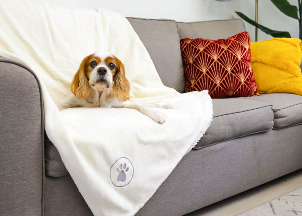 Waterproof dog blanket keeps your pup comfortable and protects our furniture Waterproof dog blanket keeps your pup comfortable and protects our furniture