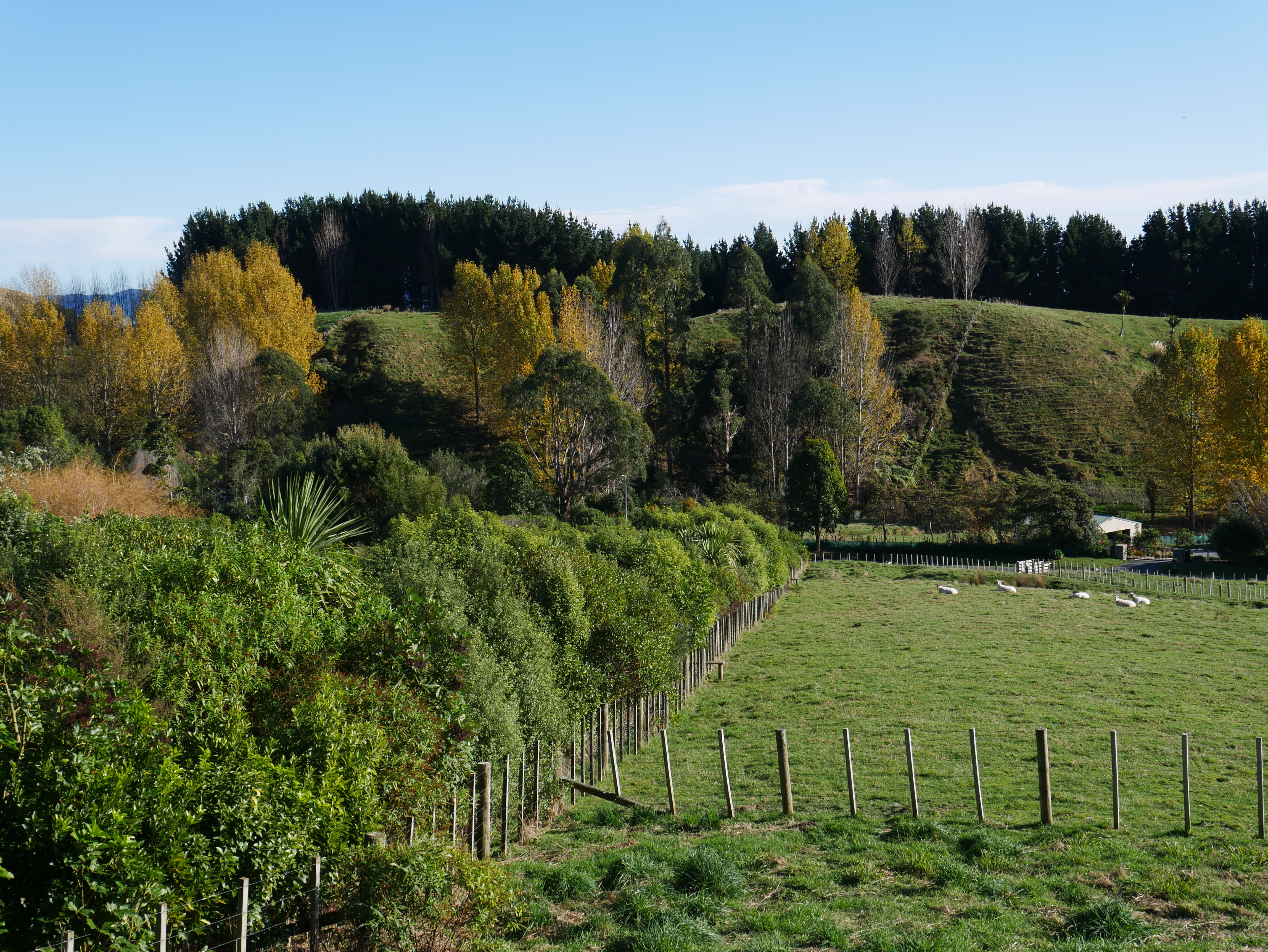 Our protected stream with native trees.