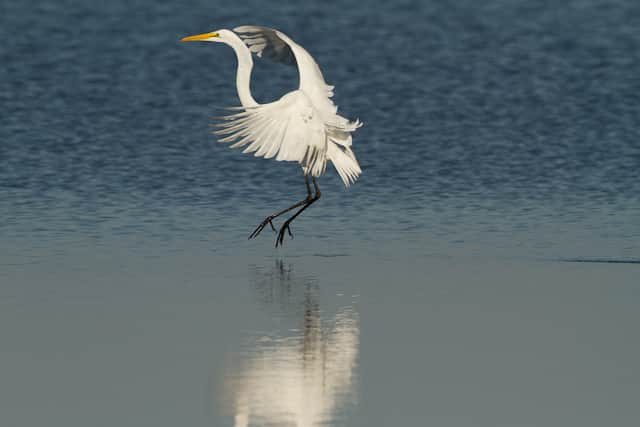Amazing wildlife