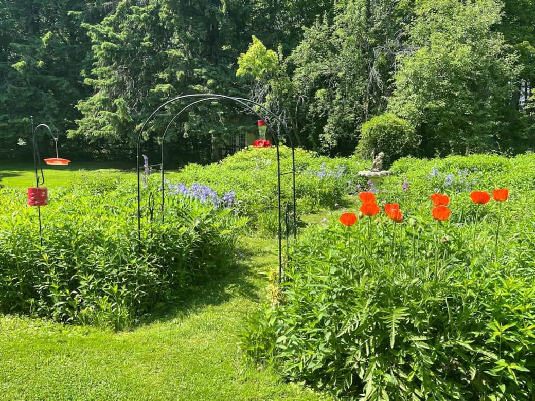 Perennial Garden with seasonal perennials. Iris's & Poppies in this picture as birds show up for a drink/bath in the "bird bath"