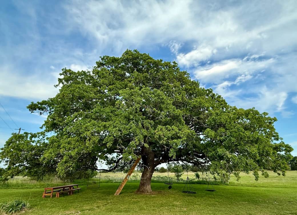 The Happiness Tree is a magical 900-year-old oak, with an awe inspiring tree net built into its lofty branches which can hold 20. Twirl in swings, dangle from a hoop, or picnic. This breezy perch remains cool in summer, making a fun place to play. 
