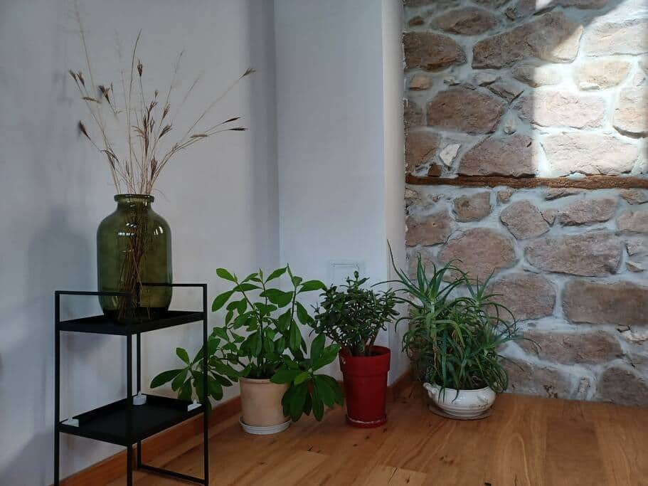 Plants in living room Plants in living room