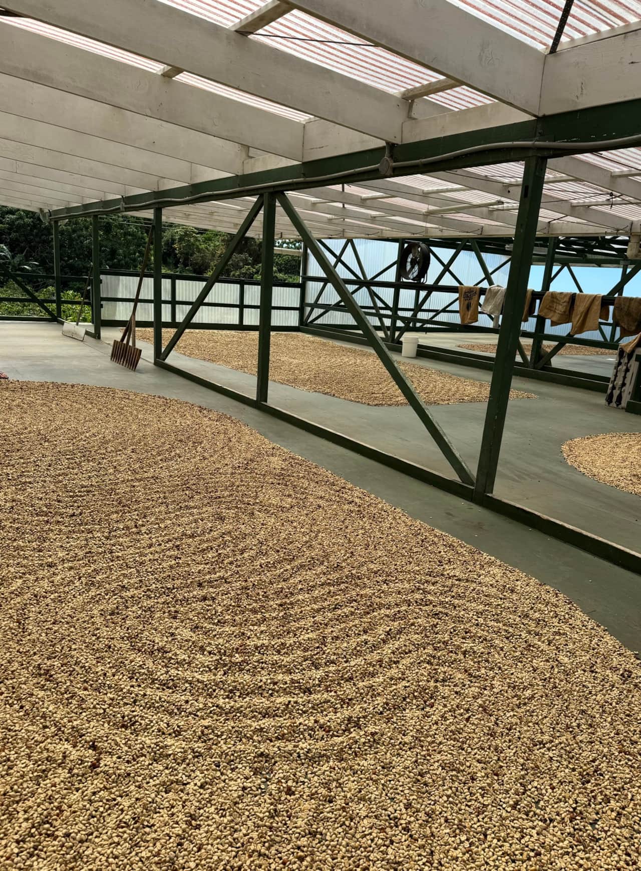 Drying beans at a Kona coffee farm