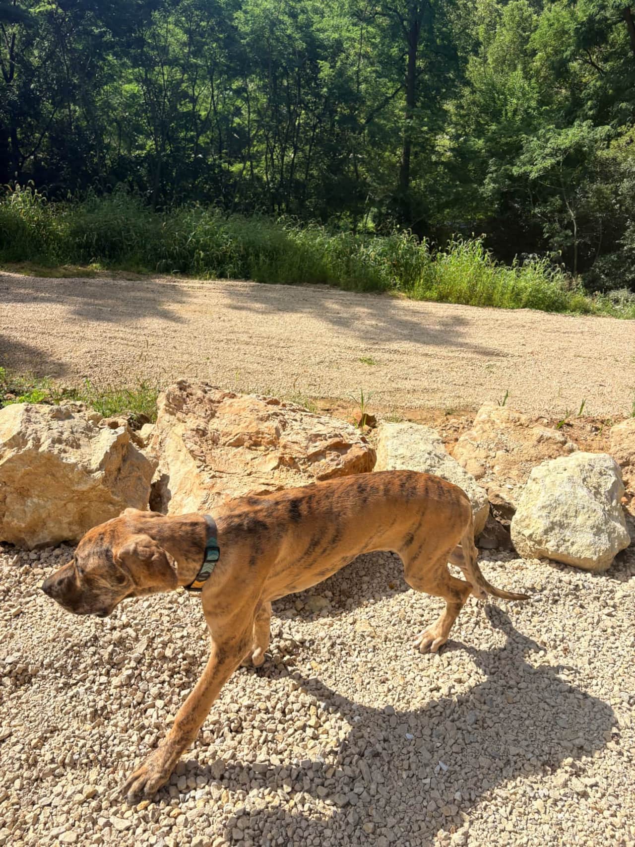 BRING THE DOGS - Because the best getaways include the whole family.