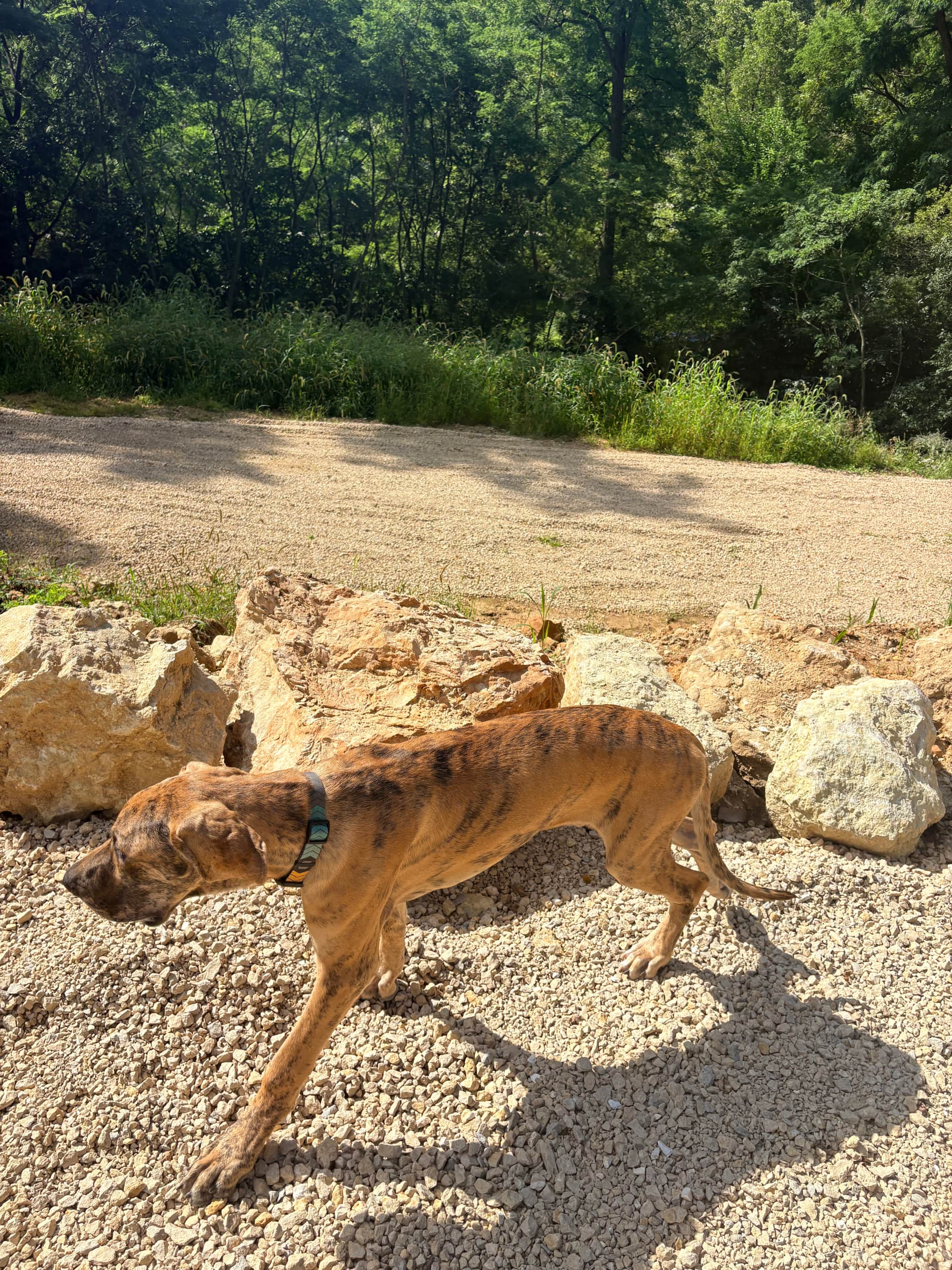 BRING THE DOGS - Because the best getaways include the whole family.