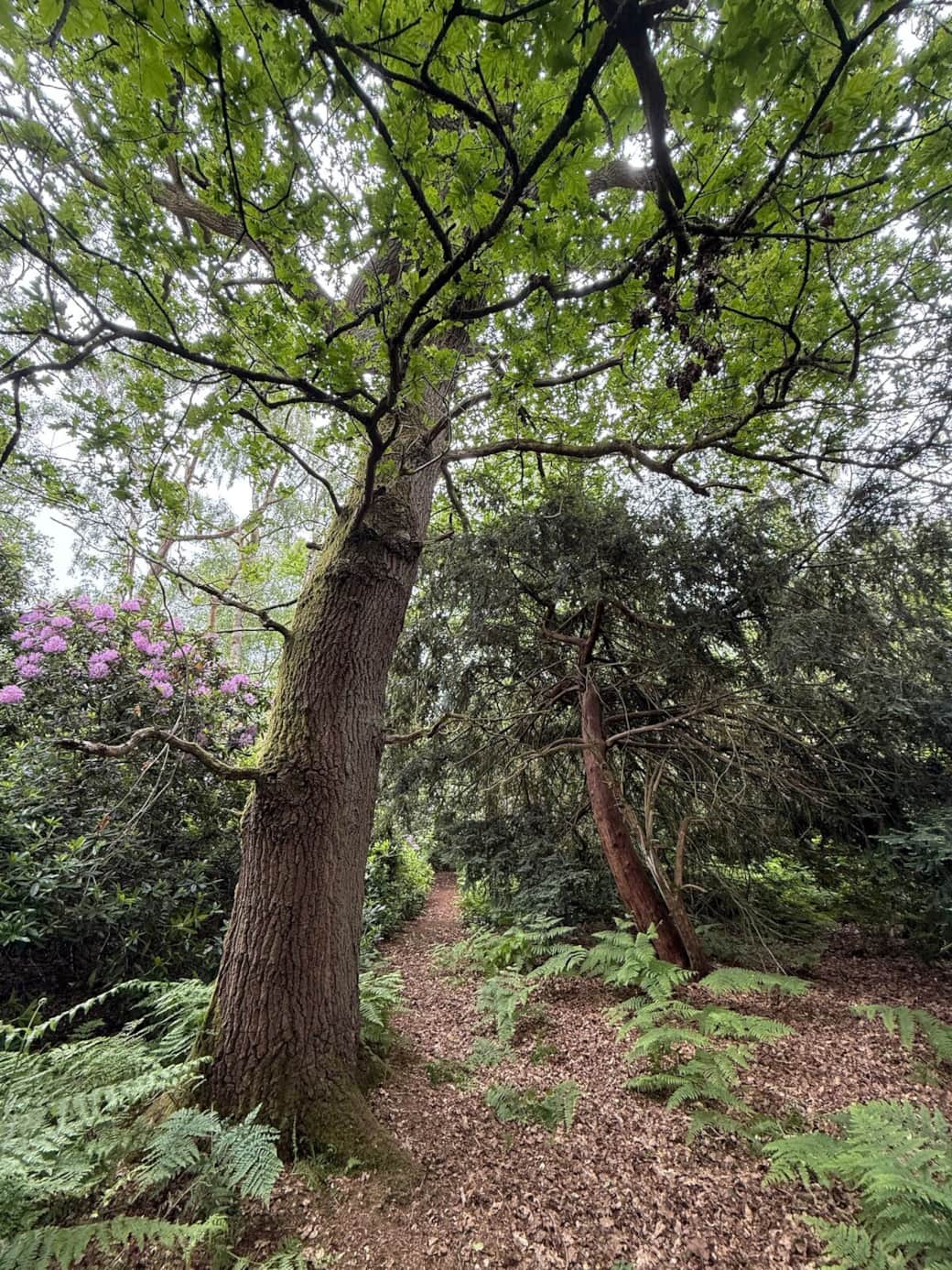 Nearby forest
