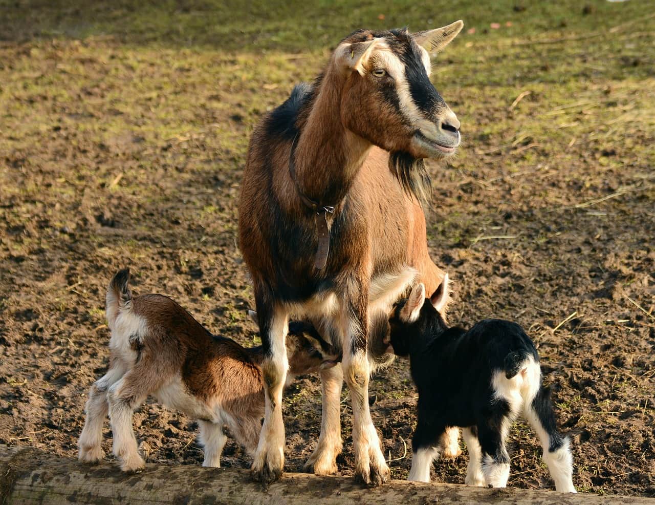 The farm in an earlier generation