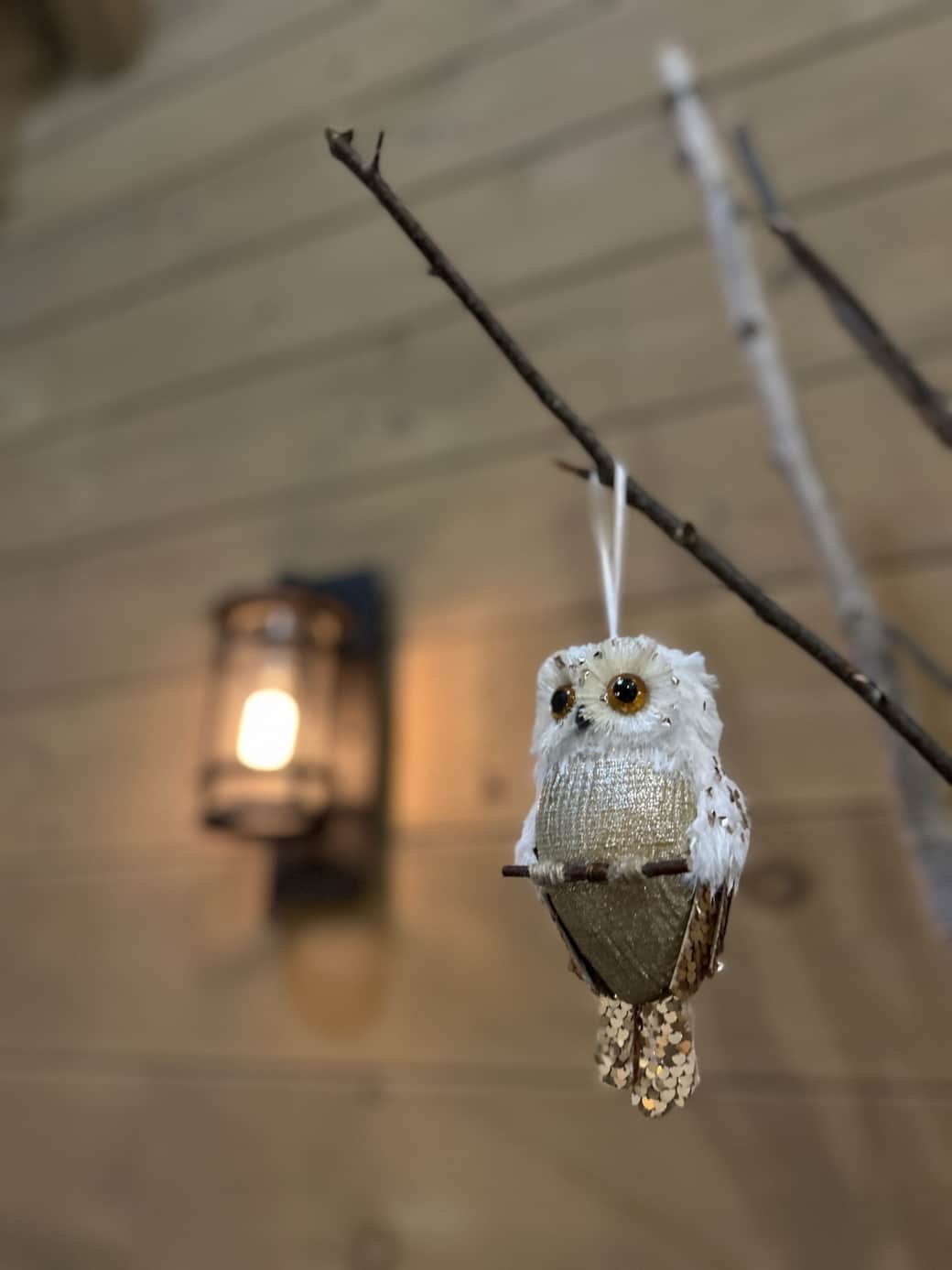 Repaire des bouleaux_Hibou