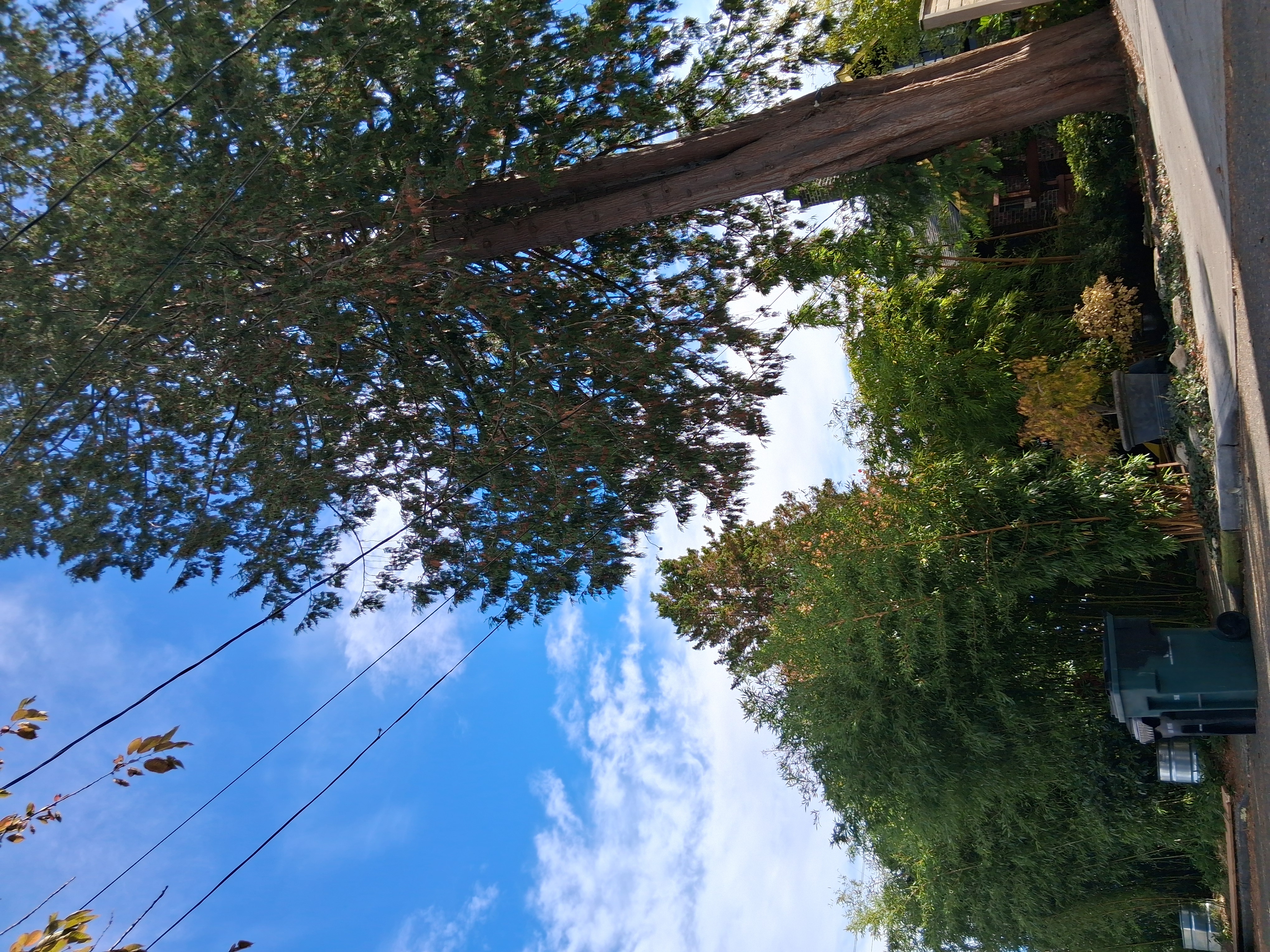 Three huge evergreens surround the property.  Curb parking is always free right out front.
