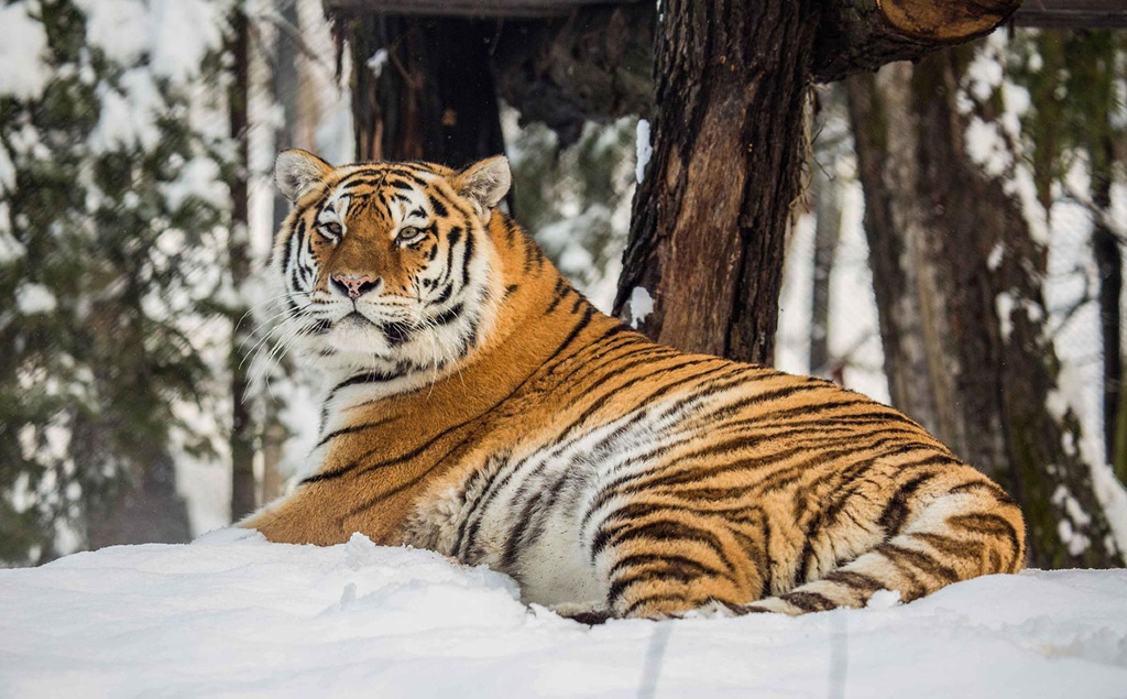 Zoo Ljubljana - Tiger