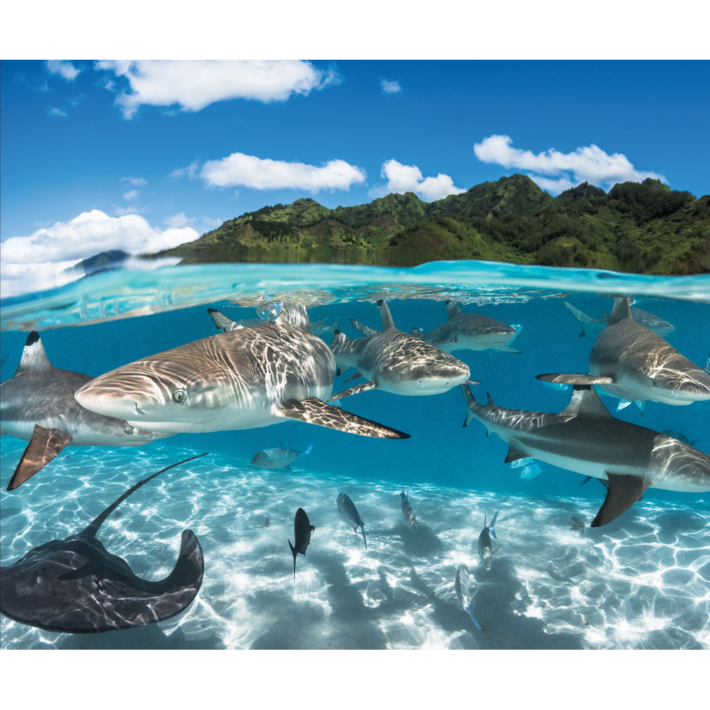 Le Lagon protégé de Moorea