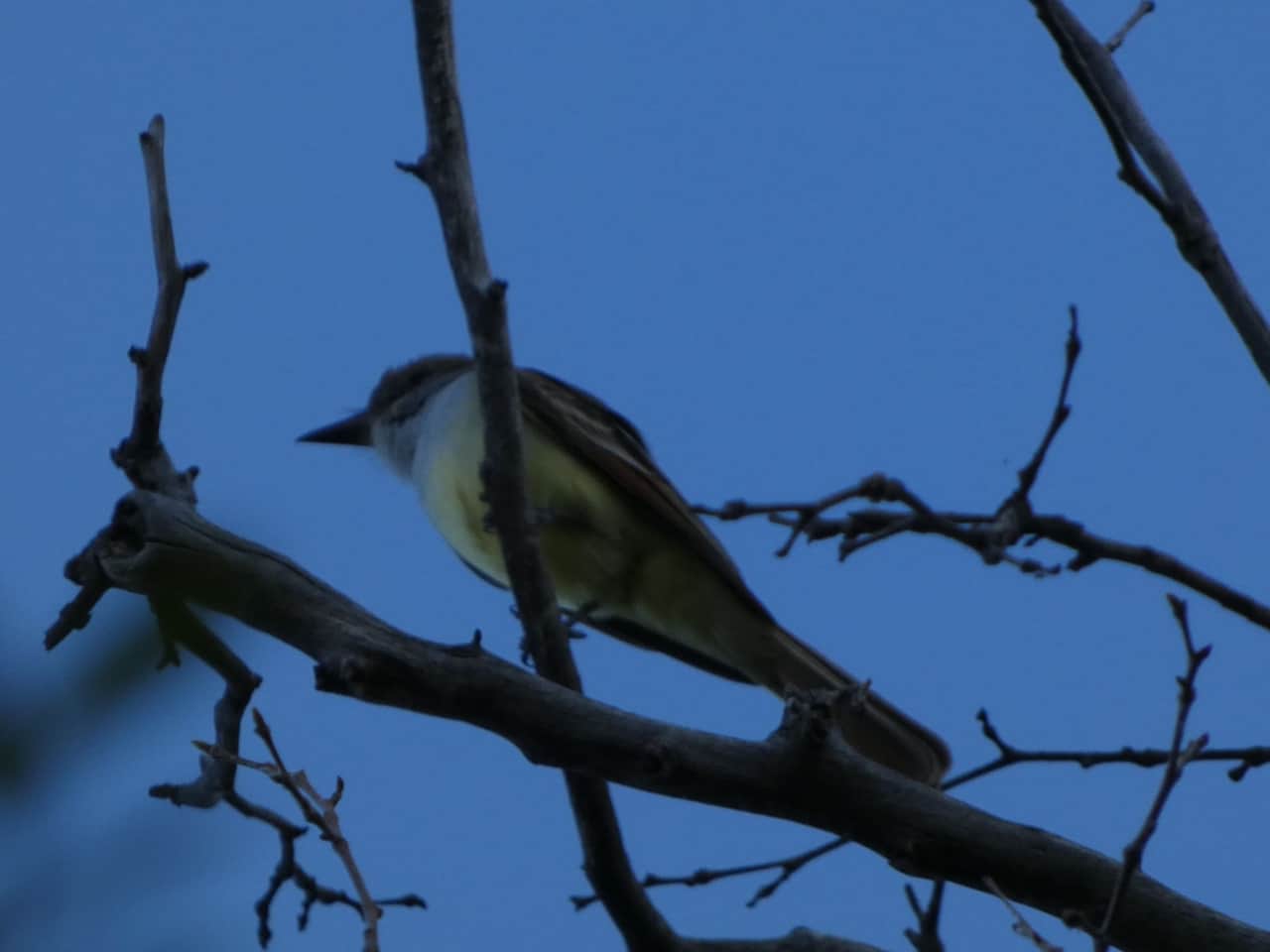Brown Crested Flycatcher