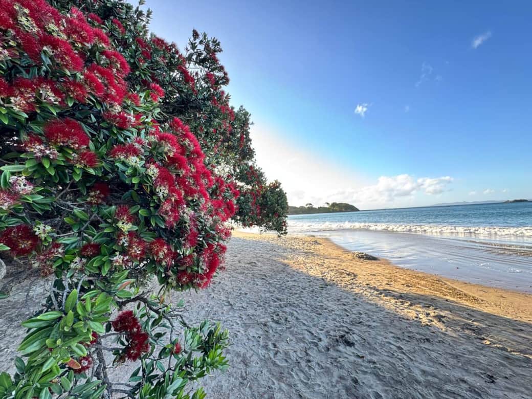 Coopers Beach, Far North, NZ  with flowering pōhutukawas in foreground