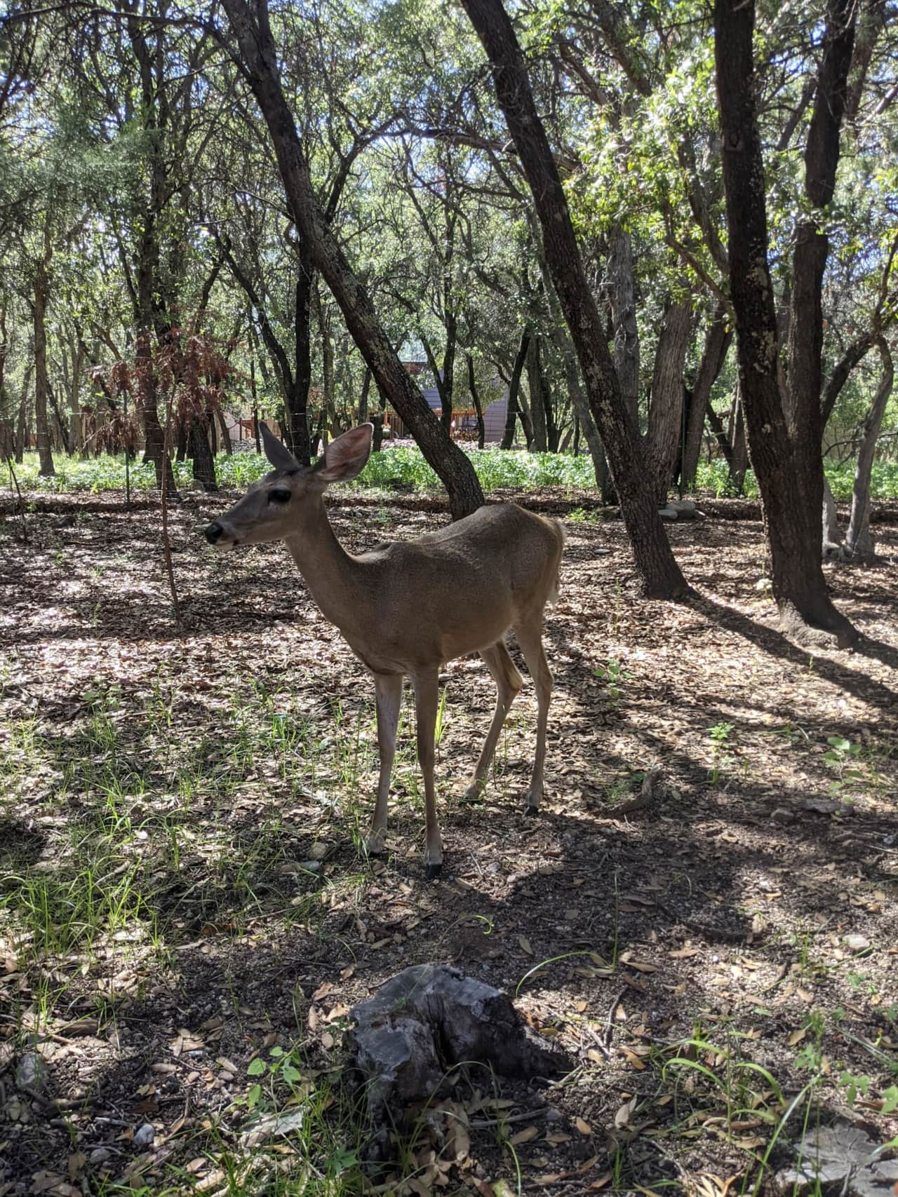The Coues Whitetail Deer a Southwest subspecies of the common Eastern Whitetail Deer, is an elfin deer, standing 32-34 inches at the shoulder and seldom exceeding 100 pounds.  They are very gentle and so much fun to watch.