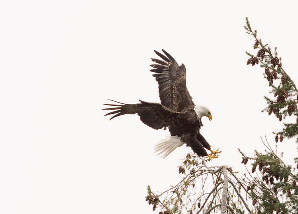 Vacation Rental hood canal resort alderbrook Eagle Vacation Rental hood canal resort alderbrook Eagle