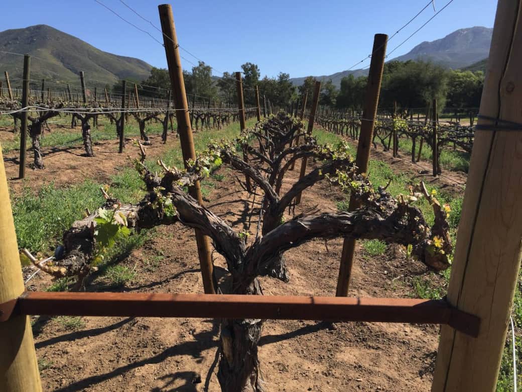 Nuestra vid/ Our vines/ Nos vignes