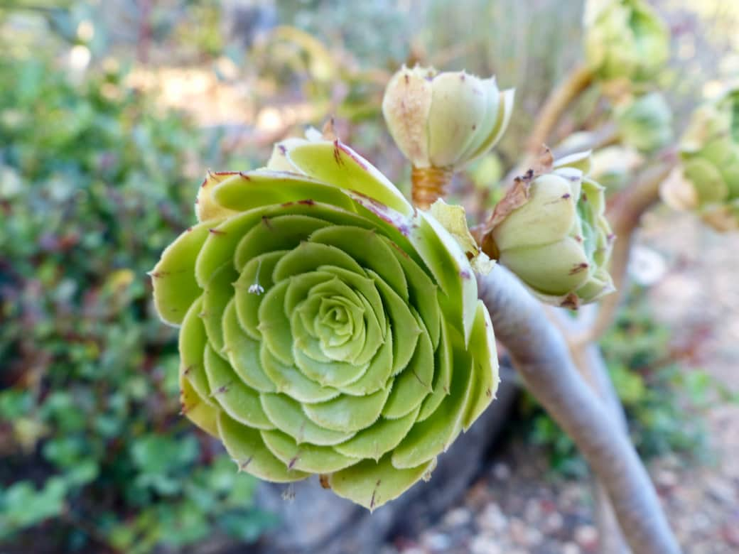 Garten Finca in Andratx Mallorca