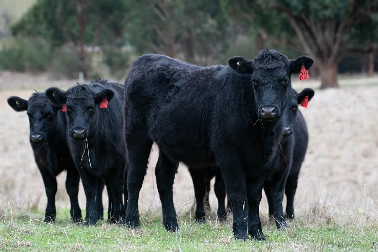 Black Angus Cattle