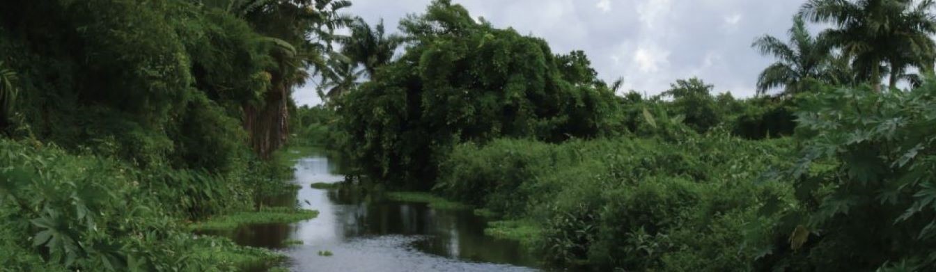 etang et vegetation luxuriante