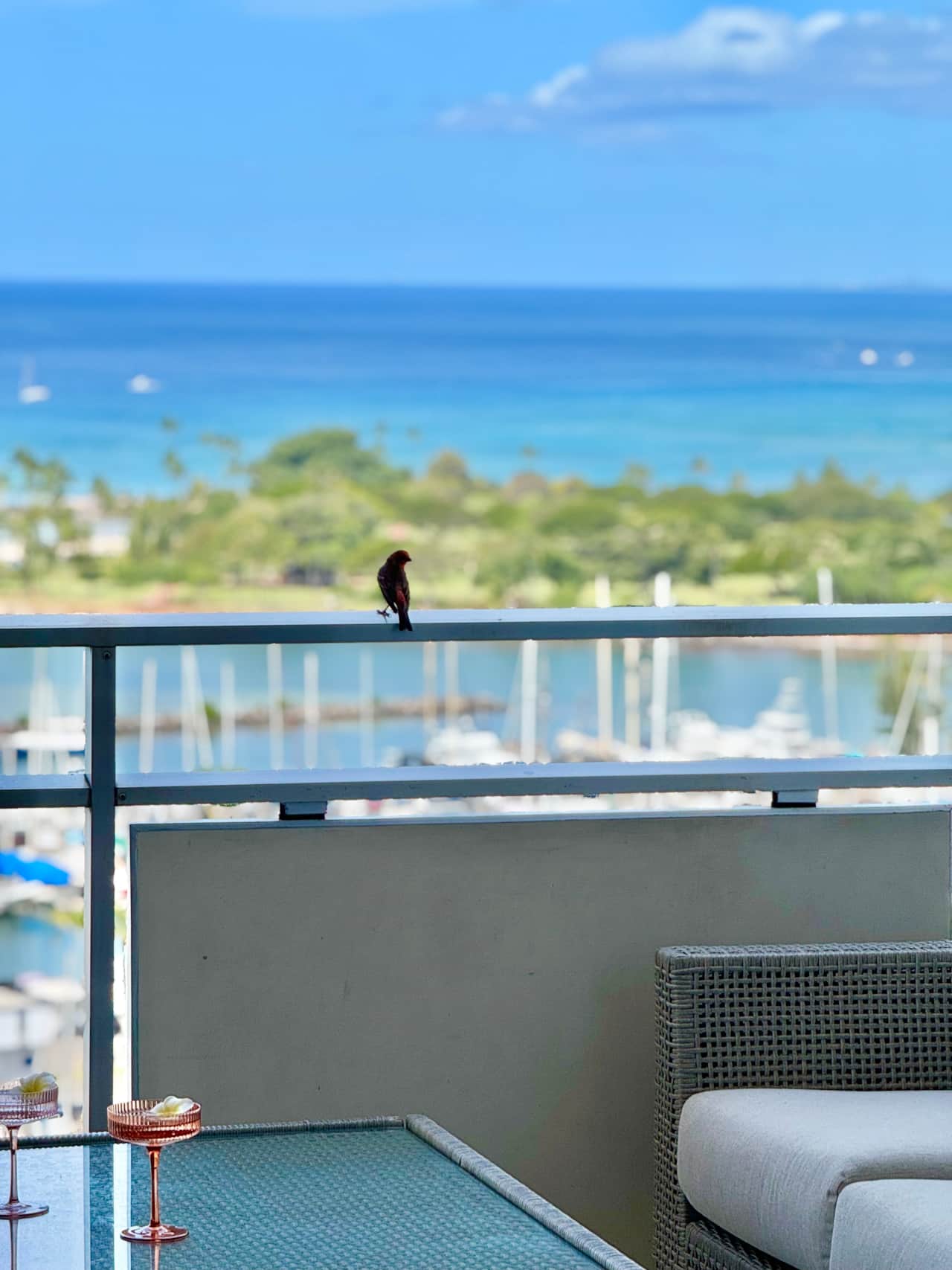 Friendly birds pay a visit.