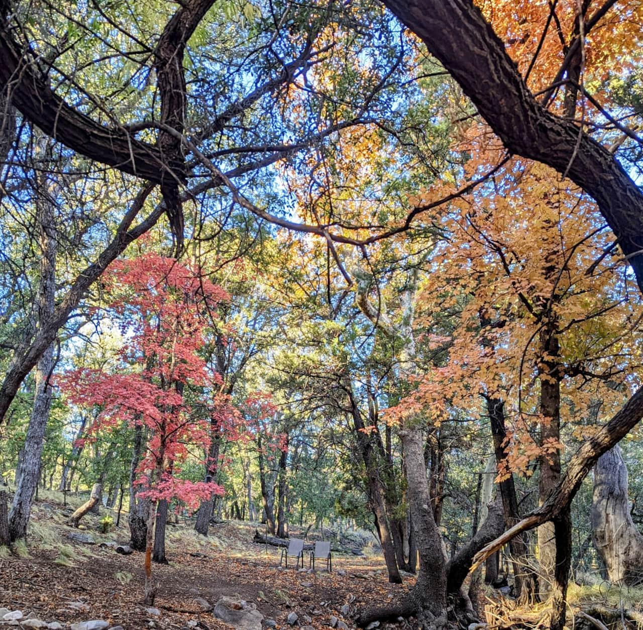 Fall colors are amazing here in the canyon.  Peak colors are dependent on the monsoon and weather but usually falls around 1st week of November.