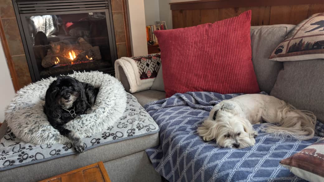 Pets love The Porch too!
