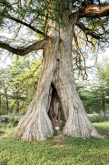 Cypress tree located by the River frontage Cypress tree located by the River frontage