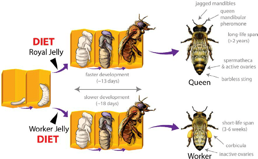 Life cycle for royal jelly 