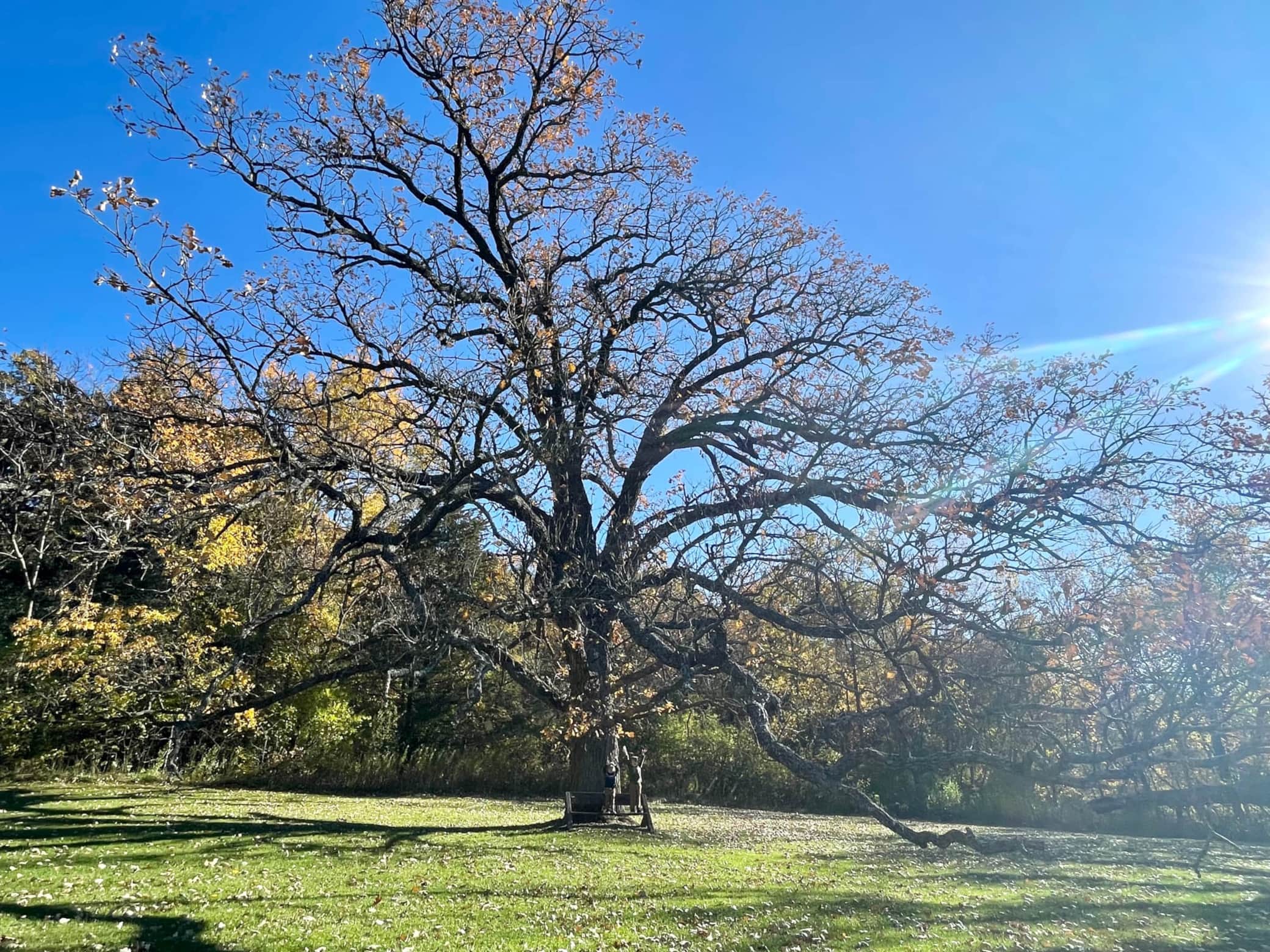 Ancient bur oak tree at Seed Savers Heritage Farm