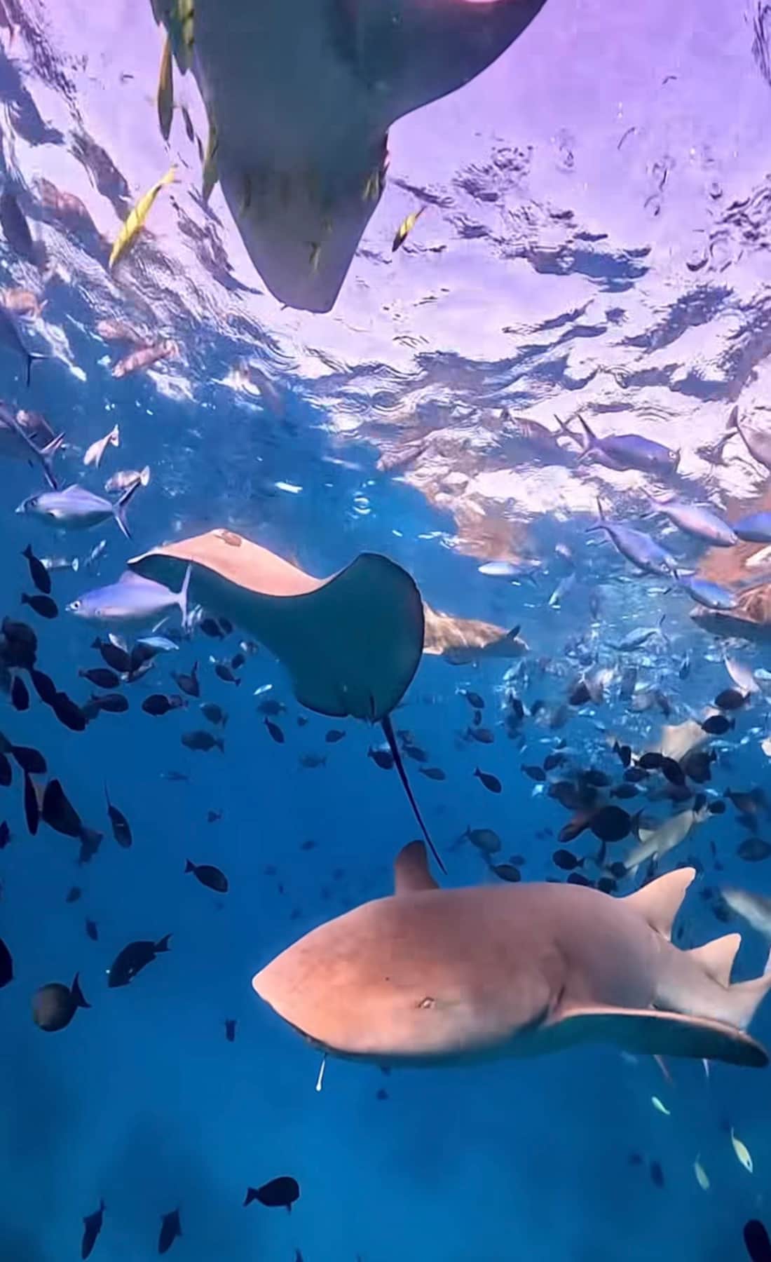 DIving