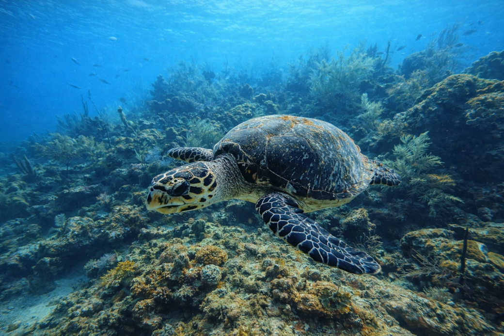 Sea Turtle Encounter – Scuba Diving Nearby