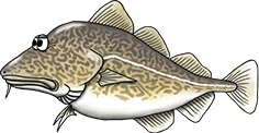 Cod illustration