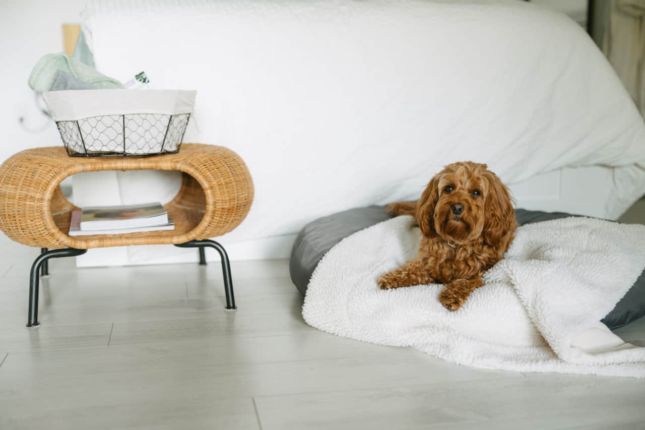 Chien sur coussin photo par onvasepromener.jpg