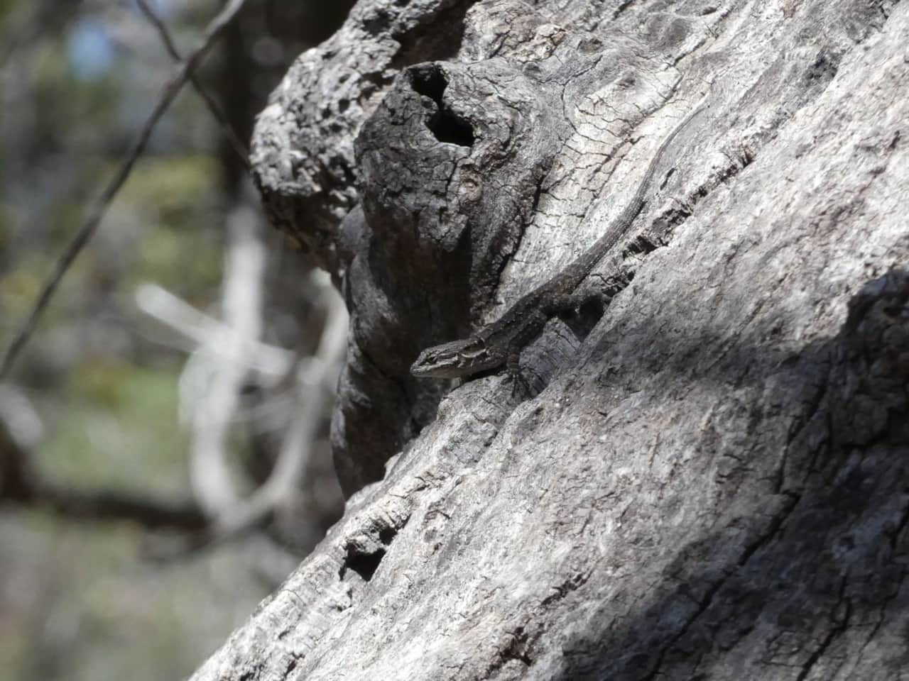 Canyon Lizard