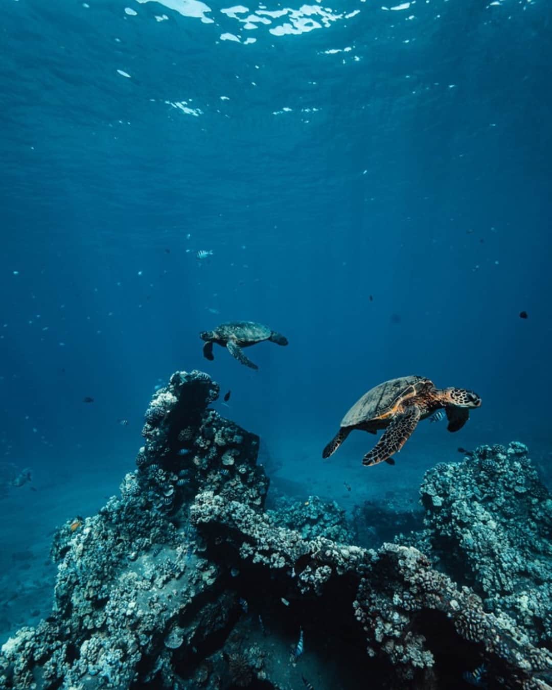 Swim With Turtles