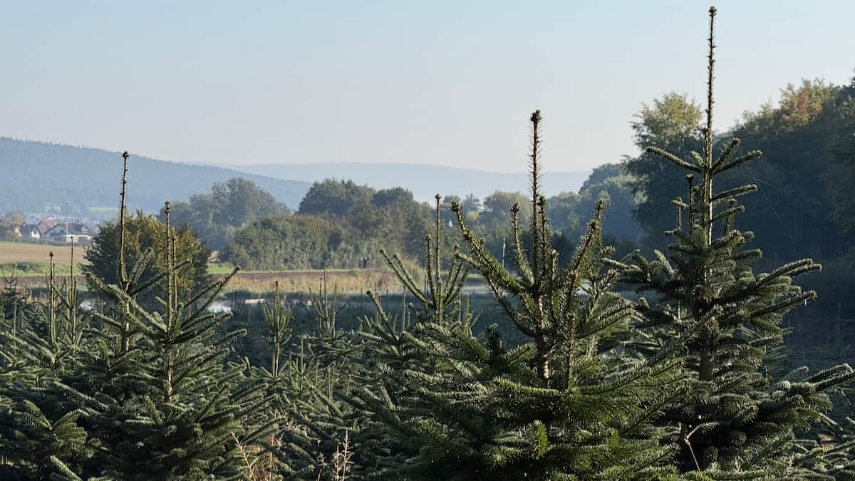 Weihnachten in Sicht Weihnachten in Sicht