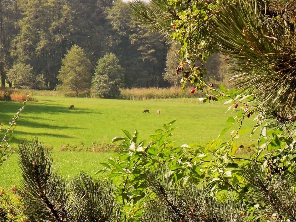 Rehe
