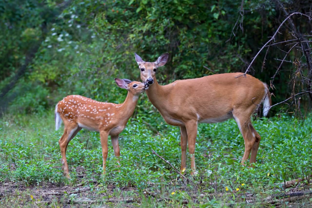 Whitetail Doe and Fawn