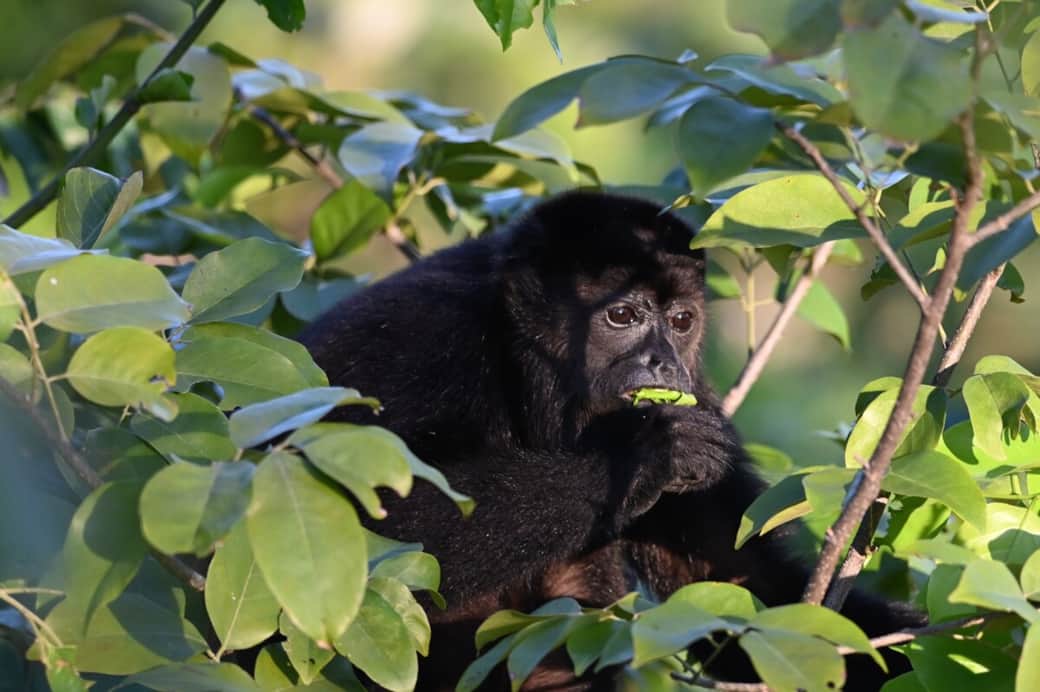 Howler monkeys visit Villa Amor Azul frequently.  If you miss seeing them, you'll definitely hear them!  But it's a nice way to wake up.