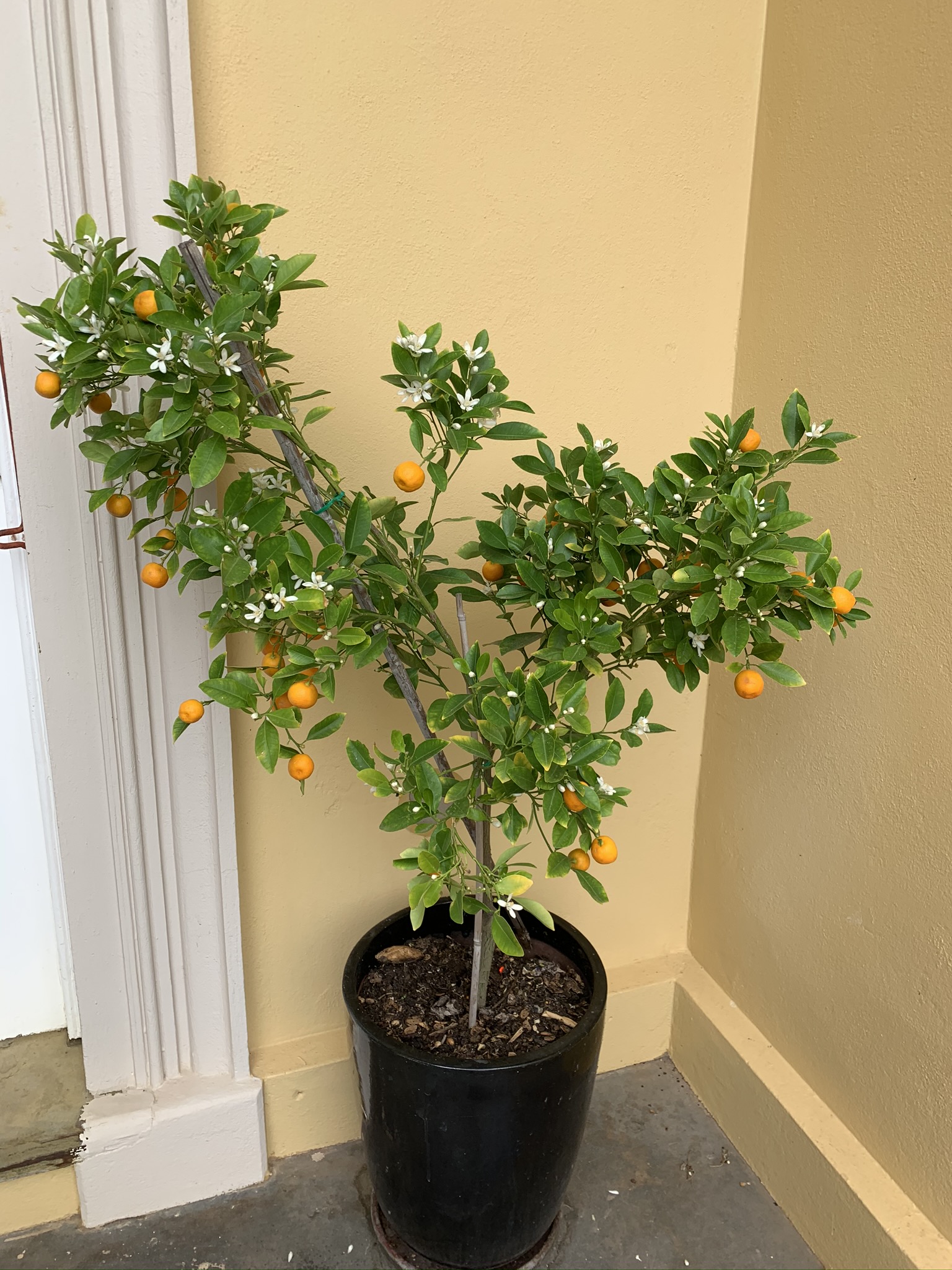 Some citrus in the entry way
