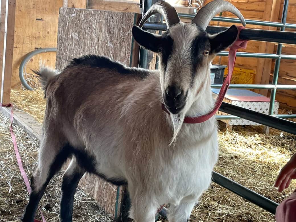 Meet “Billy” the goat.