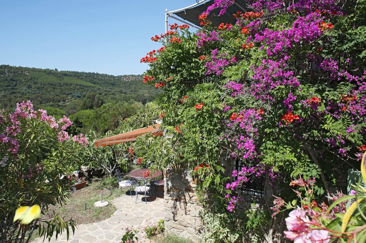 Bougainvilliers dans votre espace privatif