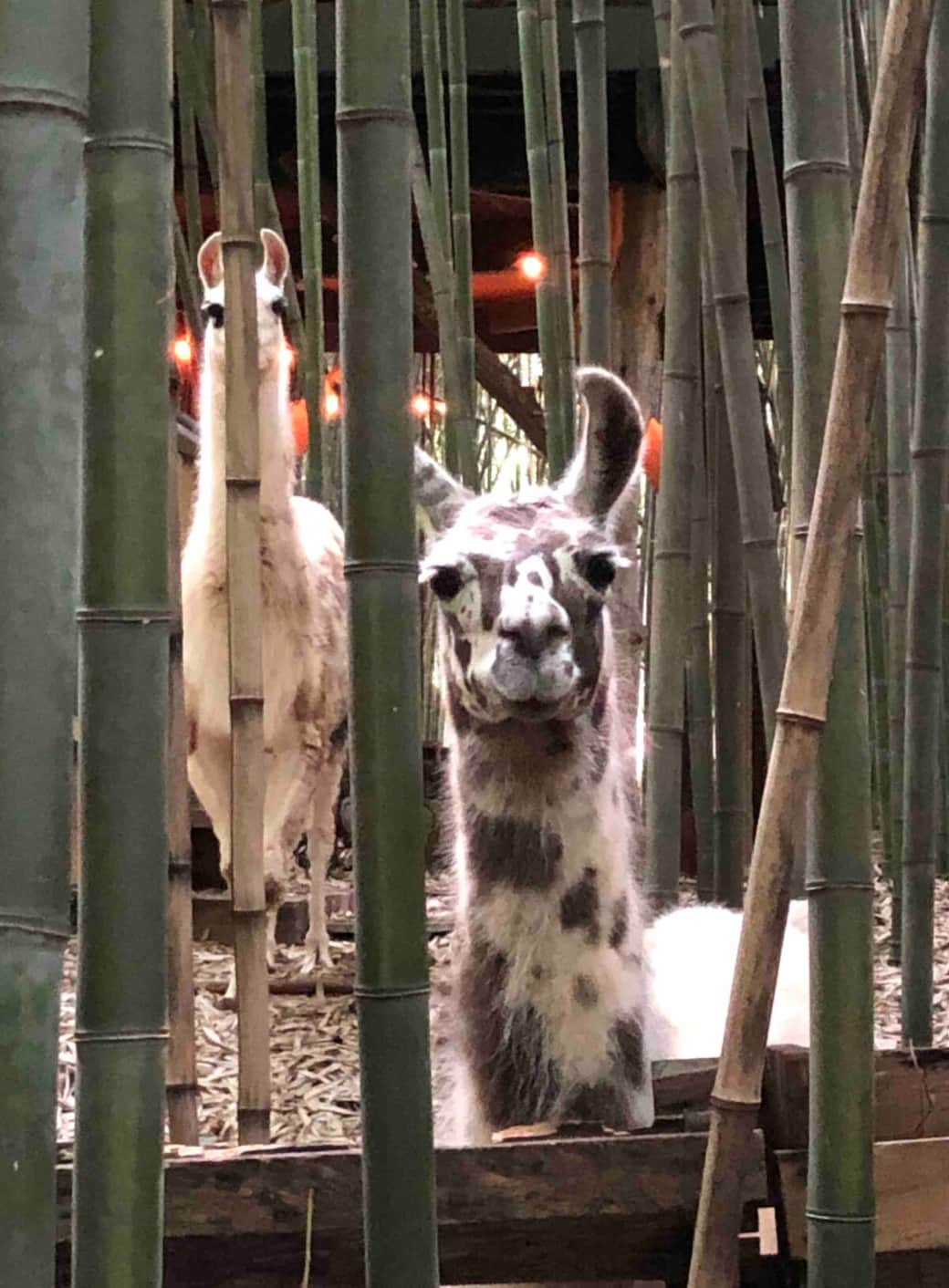 Figgy and Dali (the llamas) in the bamboo forest. Figgy and Dali (the llamas) in the bamboo forest.