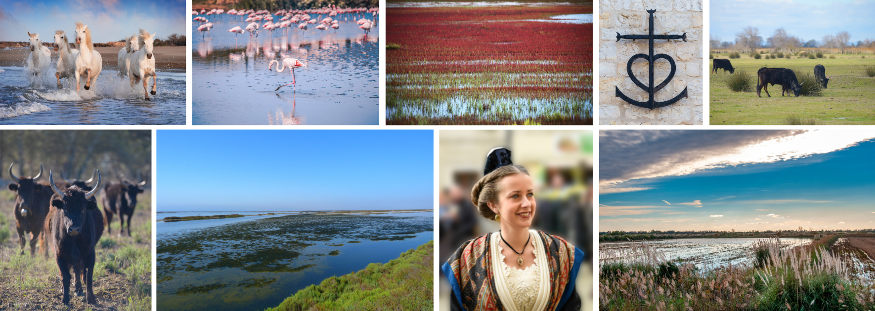 La Camargue La Camargue